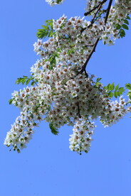 文冠果花 