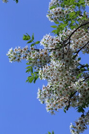 文冠果花 