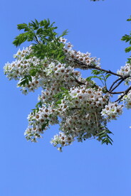 文冠果花