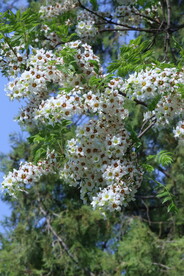 文冠果花