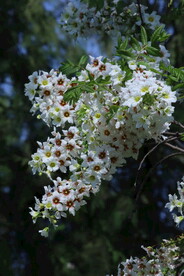 文冠果花 