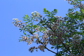 文冠果花