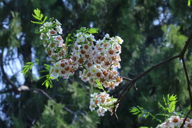 文冠果花