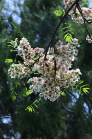 文冠果花