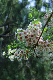 文冠果花 