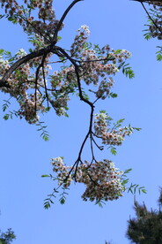 文冠果花