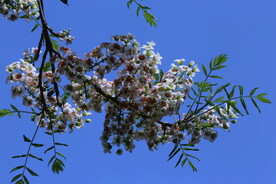 文冠果花