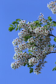 文冠果花