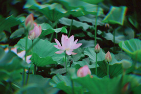 夏荷