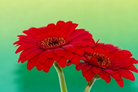 非洲菊
