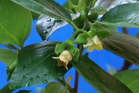 柿子花 