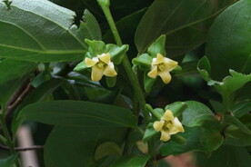 柿子花 