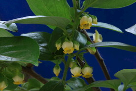柿子花 