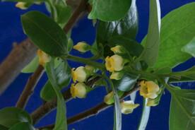 柿子花 