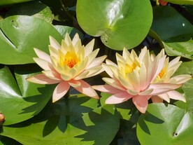 莲花