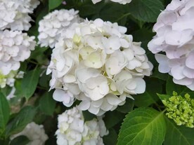 绣球花