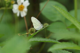 蝴蝶与花