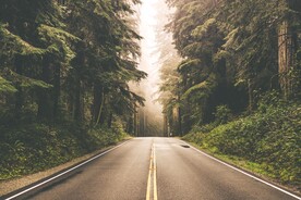 树林公路