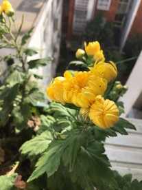 花苞 菊花花苞