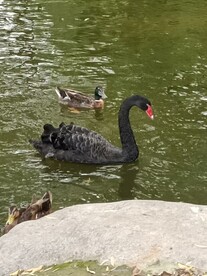 戏水的黑天鹅