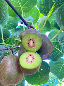 新鲜的红心猕猴桃