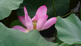 美丽荷花