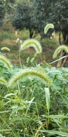 狗尾巴草图片