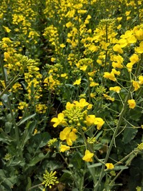 油菜花