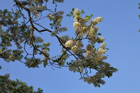 文冠果花 