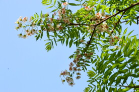 文冠果花 