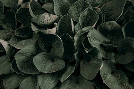 植物 绿叶