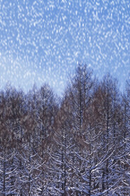 雪花