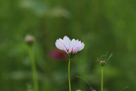田园格桑花