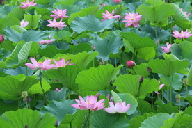 荷花 