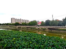 美丽的荷花池