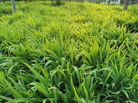 鸢尾