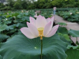 荷