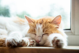 慵懒趴着的猫咪