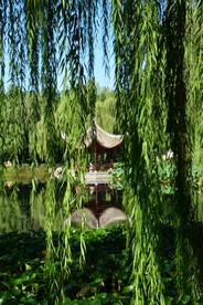 垂柳风景