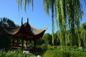 垂柳风景