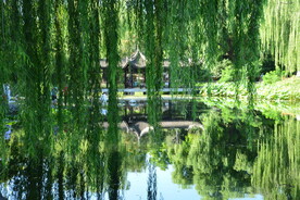 垂柳风景 