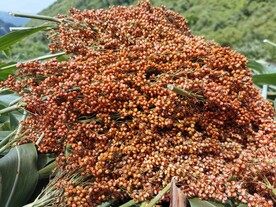 高粱 