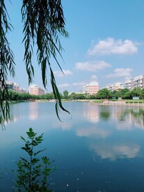 湖边垂柳