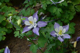 公园花草