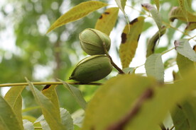 碧根果