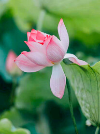 莲花植物图片  