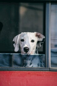 大麦町犬宠物狗