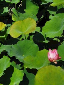 荷花莲叶东湖