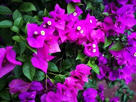 叶子花