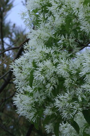 流苏树花 